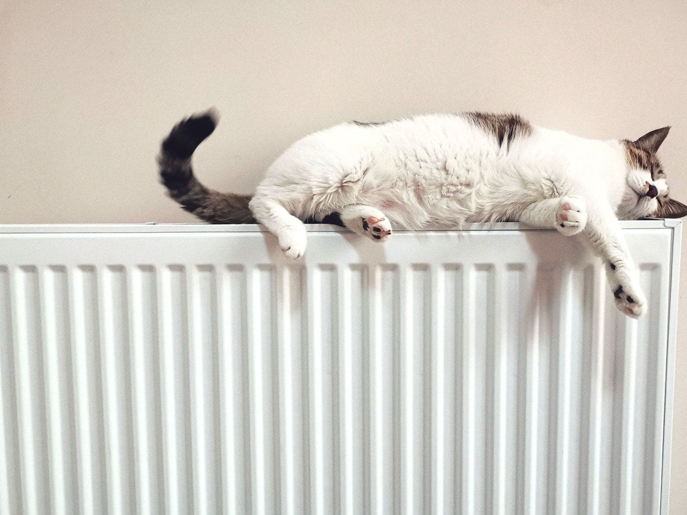 Cat Laying on Radiator Cat Laying on Radiator